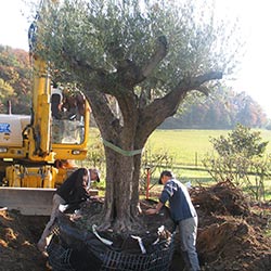 Plantation spectaculaire d'un olivier