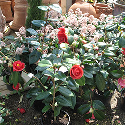 Plantation rosier