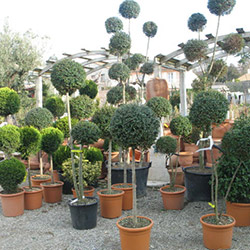 arbres en pots, décoration terrasse, jardin
