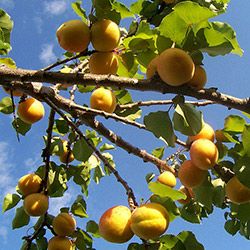 plantation arbre fruitier, paysagiste drôme